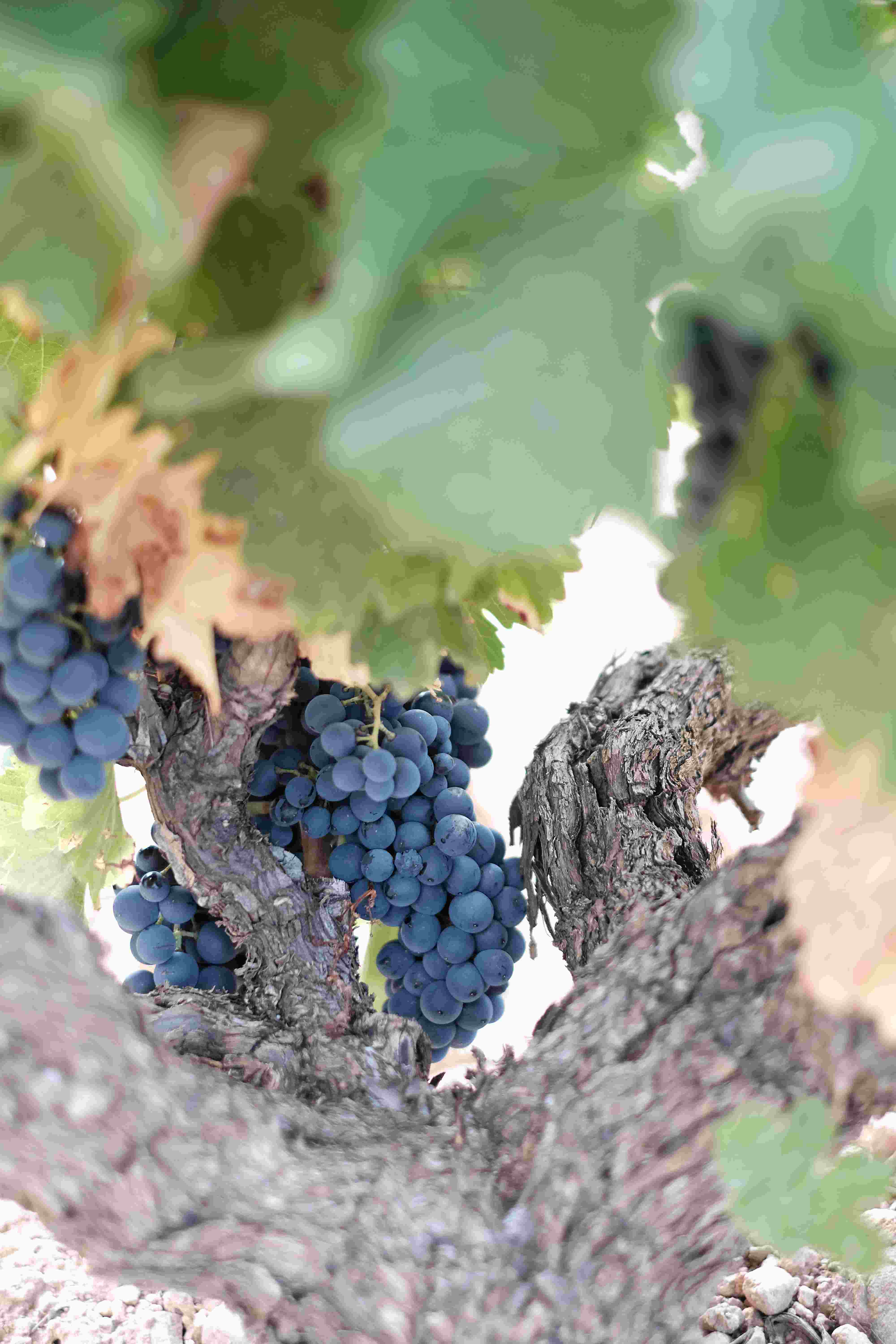 Vina%20Zorzal