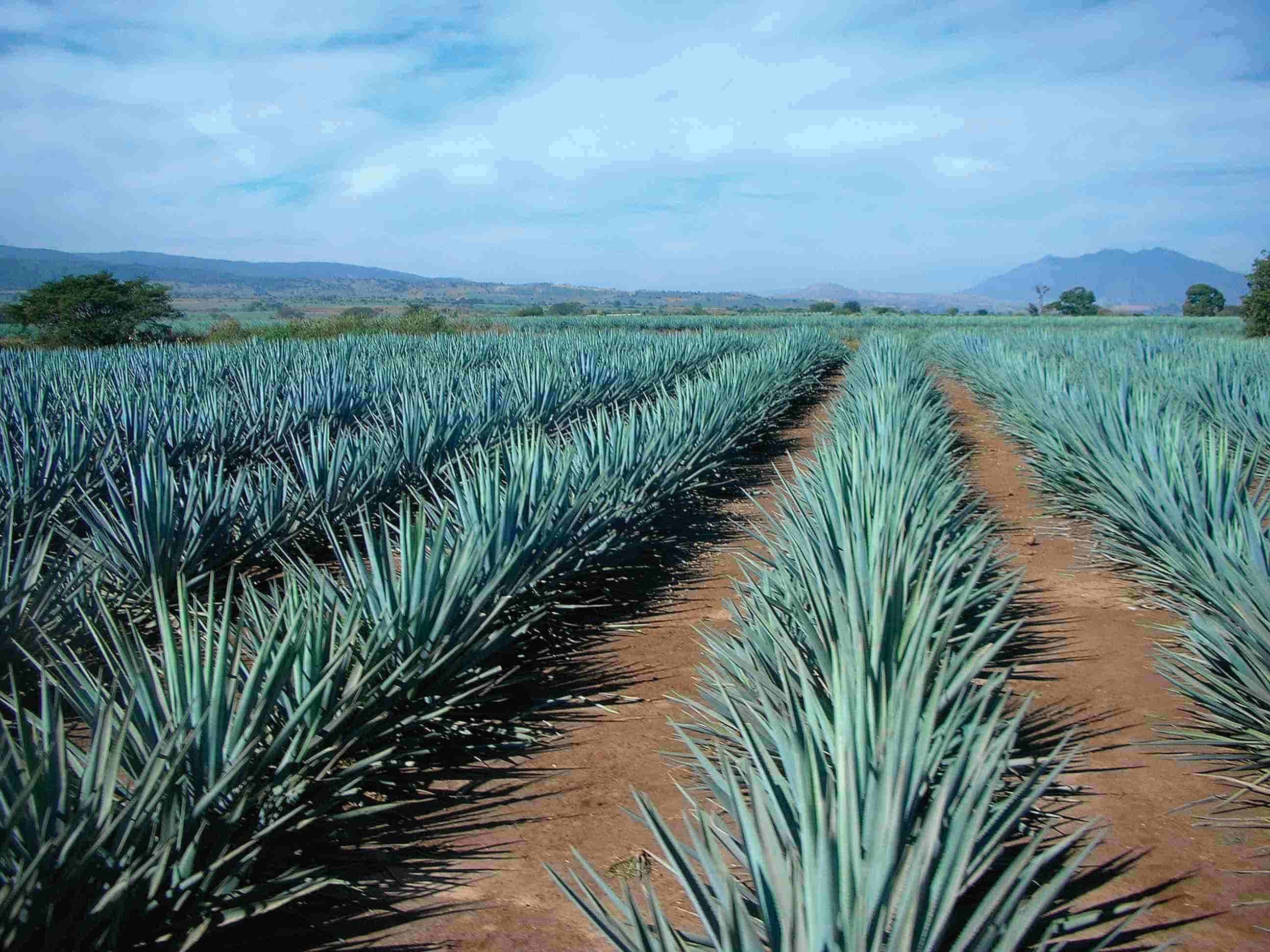 Sierra-Agavenfeld-Tequila-Landschaft
